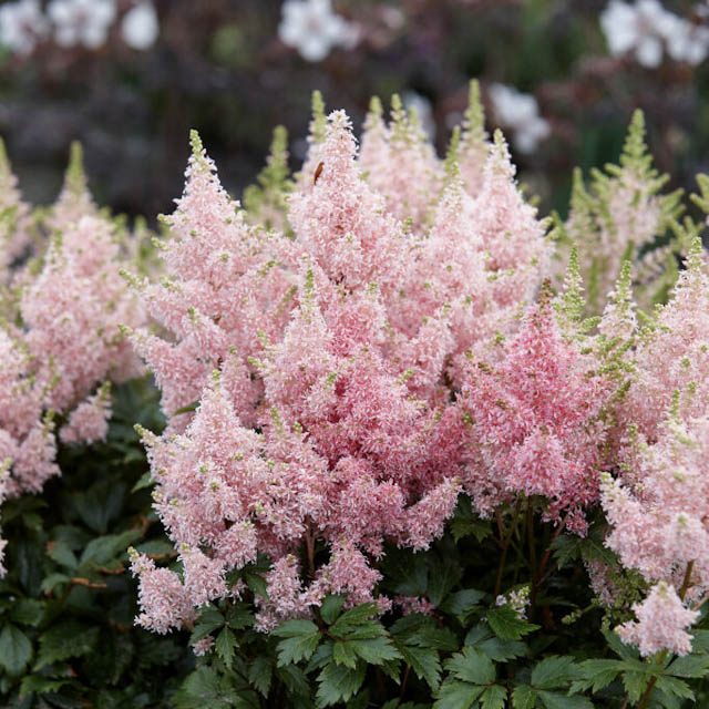 Astilbe - Guide til plantning og pasning af astilbe